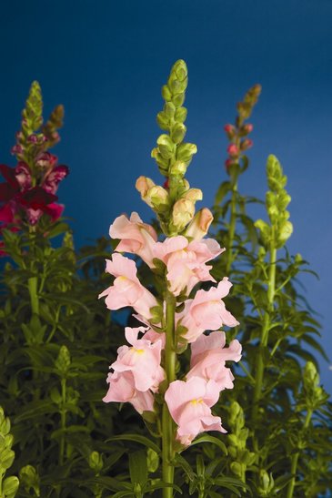 Львиный зев (Антирринум) большой (Antirrhinum majus)