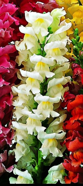 Львиный зев (Антирринум) большой (Antirrhinum majus)