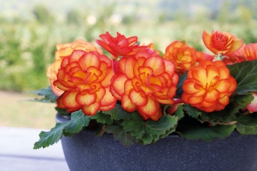 Бегония клубневая махровая (Begonia tuberhybrida)