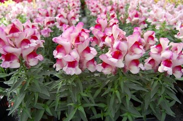 Львиный зев (Антирринум) большой (Antirrhinum majus)