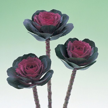 Декоративная капуста (Brassica oleracea)