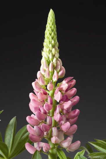 Наперстянка пурпурная (Digitalis purpurea)