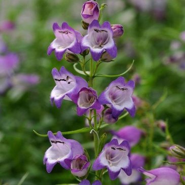 Пенстемон мехикальский (Penstemon x mexicali)