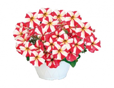 Петуния ампельная гибридная (Petunia x hybrida)