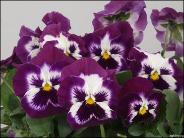 Виола гибридная (Viola wittrockiana x cornuta)