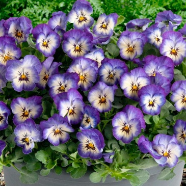 Виола рогатая (Viola cornuta)
