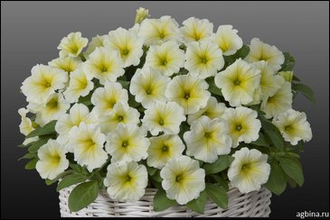 Петуния ампельная гибридная (Petunia x hybrida)