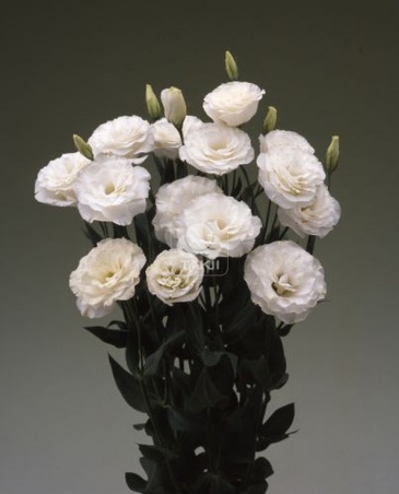 Лизиантус (Эустома) крупноцветковый (Lisianthus grandiflorum)