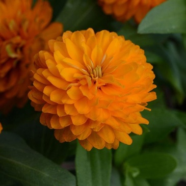 Цинния мариландская (Zinnia marylandica)