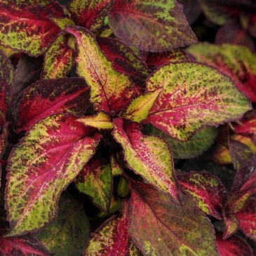 Колеус гибридный (Coleus х hybrida)