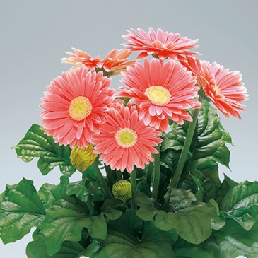 Гербера Джемсона (Gerbera jamesonii)