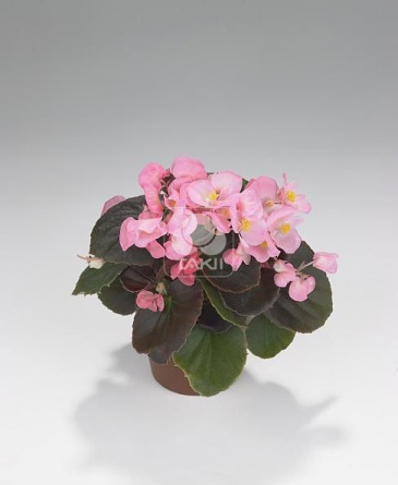 Бегония вечноцветущая (бронзовая листва) (Begonia semperflorens)