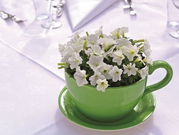 Петуния мелкоцветковая (Petunia milliflora)