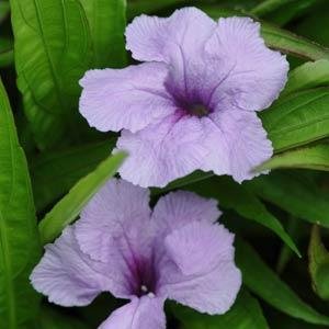 Руелия Бриттона (Ruellia brittoniana) Руелия Бриттона (Ruellia brittoniana)