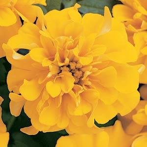 Бархатцы отклоненные (Tagetes patula)