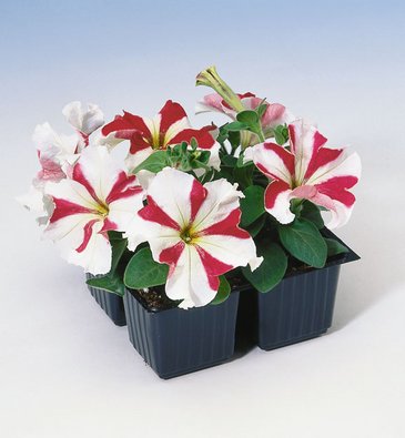 Петуния крупноцветковая (Petunia grandiflora)