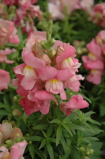 Львиный зев (Антирринум) большой (Antirrhinum majus)