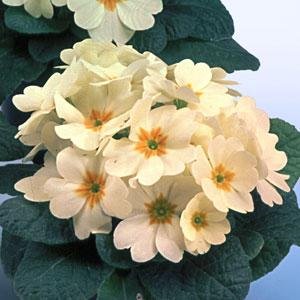 Примула бесстебельная (Primula acaulis) Примула бесстебельная (Primula acaulis)