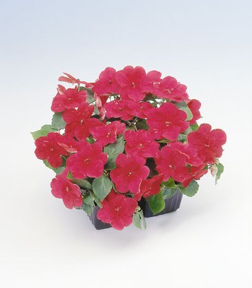Бальзамин Уоллера (Impatiens walleriana) Бальзамин Уоллера (Impatiens walleriana)