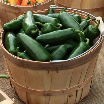 Перец летний (Capsicum annuum)