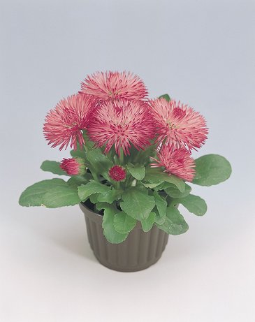 Маргаритка многолетняя (Bellis perennis)