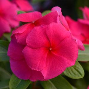 Катарантус розовый (Vinca rosea)