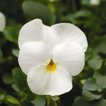 Виола рогатая (Viola cornuta)