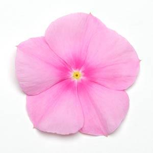 Катарантус розовый (Vinca rosea)