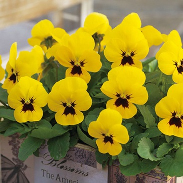 Виола рогатая (Viola cornuta)