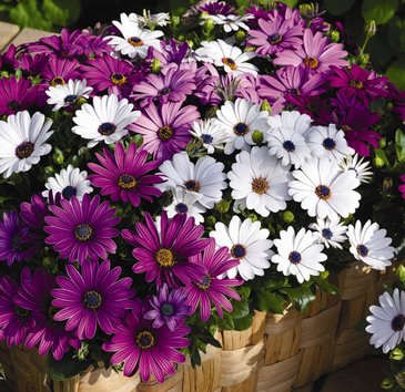 Остеоспермум Эклона (Osteospermum eclonis)