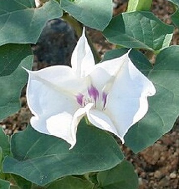Дурман двуцветный (Datura discolor) Дурман двуцветный (Datura discolor)