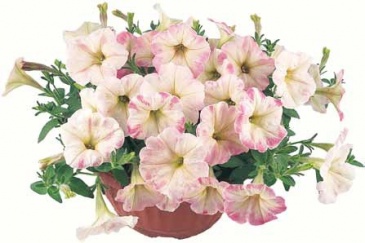 Петуния ампельная гибридная (Petunia x hybrida)