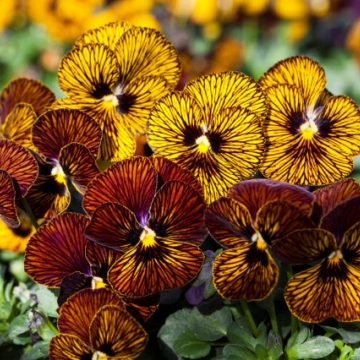 Виола рогатая (Viola cornuta)
