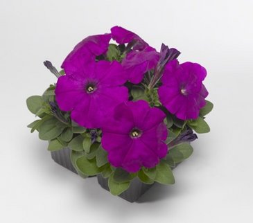 Петуния многоцветковая (генетически компактная) (Petunia multiflora)