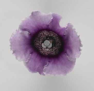 Глоксиния гибридная (Sinningia hybrida)