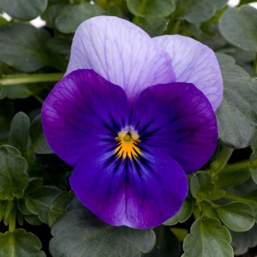 Виола рогатая (Viola cornuta)