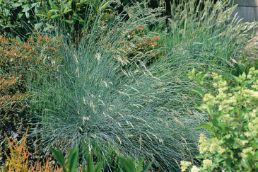 Овсяница сизая (Festuca glauca)