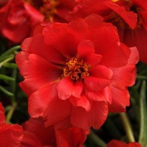 Портулак крупноцветковый (Portulaca grandiflora)