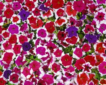 Петуния многоцветковая (Petunia multiflora)