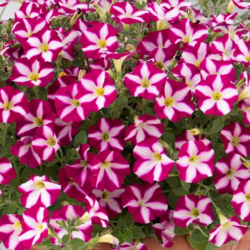 Петуния многоцветковая (Petunia multiflora)
