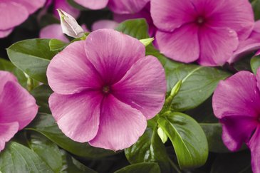 Катарантус розовый (Vinca rosea)