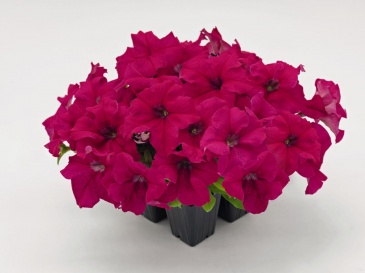 Петуния крупноцветковая (Petunia grandiflora)