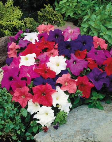 Петуния крупноцветковая (генетически компактная) (Petunia grandiflora)