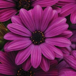 Остеоспермум Эклона (Osteospermum ecklonis)