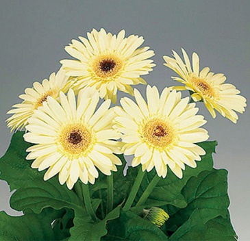 Гербера Джемсона (Gerbera jamesonii)