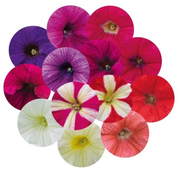 Петуния крупноцветковая (Petunia grandiflora)