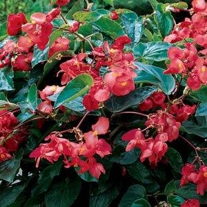 Бегония гибридная ампельная (зеленая листва) (Begonia hybrida)