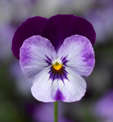 Виола рогатая (Viola cornuta)
