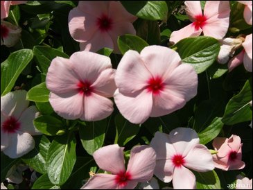 Катарантус розовый (Vinca rosea)