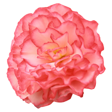 Бегония клубневая махровая (Begonia tuberhybrida)